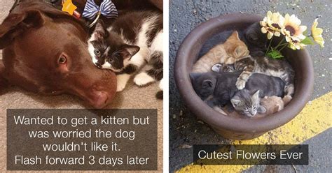 This Weeks Cat Posts Will Make Your Day A Whole Lot Better