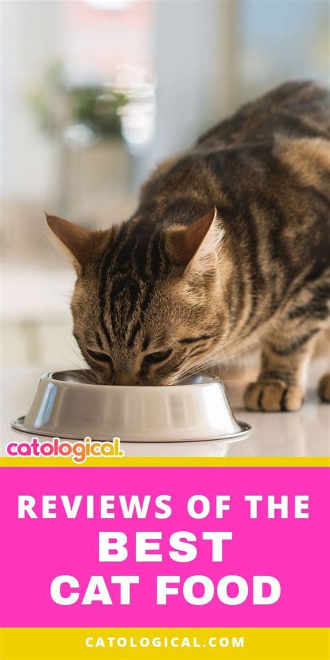 The best food for kittens will have The 8 Best Cat Food Reviews (From Our Insanely Huge Food ...