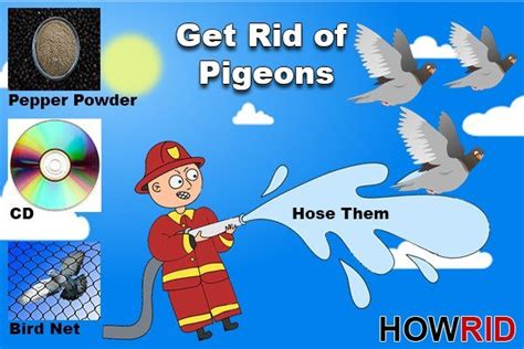 Factories often have quite extensive problems with pigeons how can you control pigeons as pests? How to get rid of pigeons