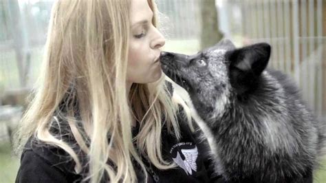However, most of us actually don't. CAN I HAVE A PET SILVER FOX? The Pros & Cons - YouTube