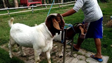 Boer Goat Farming Boer Goat Farming In India Youtube