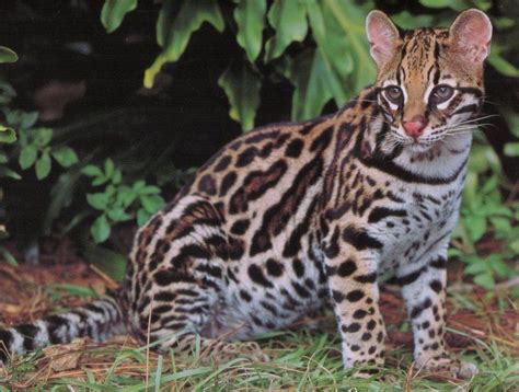 The Ocelot Is Famous For Looking Extremely Similar To A Domestic Cat
