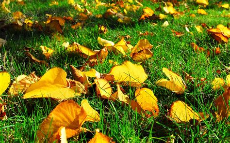 Autumn Leaves Grass Fallen Leaves Wallpapers Hd