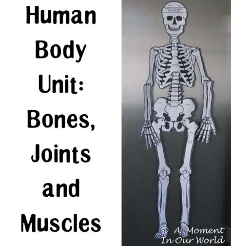 Each person has a different number of bones and muscles. Human Body: Bones, Joints and Muscles - Simple Living ...