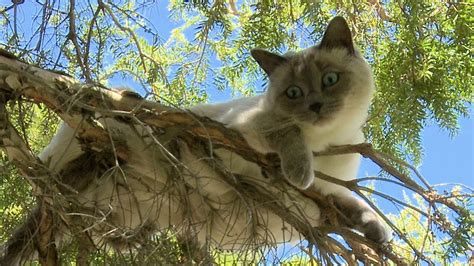 Ragdoll Cat Gets Stuck In A Tree ラグドール Poathtv Cats