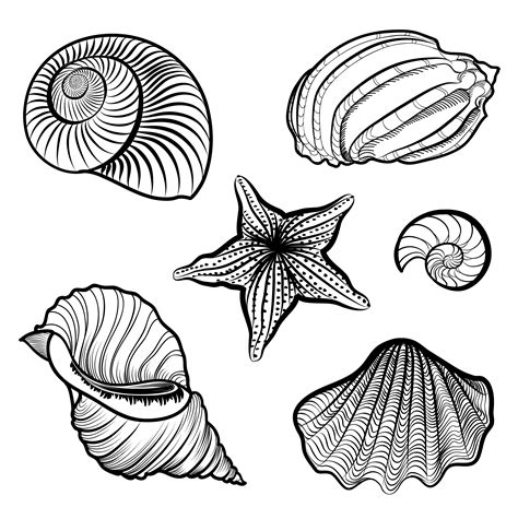Various Seashell Starfish Sea Shell Marine Life Ingraved Set