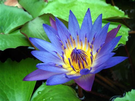 Japanese Water Lily Images And Pictures Becuo Water Lily Water Lilly