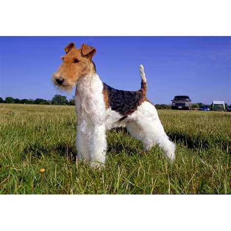 I love all these cute little scruffy faces!!! Fox Terrier (wirehaired) - Dog Breeds - Dog.com