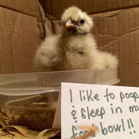 These Chickens Were Shamed By Their Own Humans Cuteness Overflow