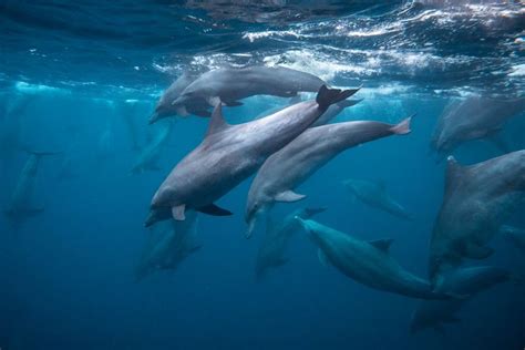 Bottlenose Dolphins Hunting Underwater Photography Bottlenose