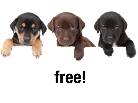Nature Picture Selection: Free Puppies