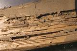 Termite Damage Walls Photos