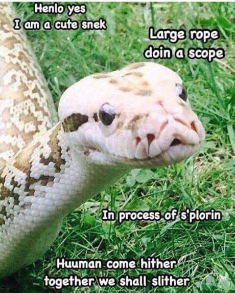 A Close Up Of A Snake On The Ground With Caption In Front Of It
