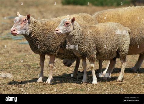 Charmois Domestic Sheep A French Breed Stock Photo Alamy