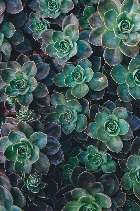 Green Succulent Plants Wallpaper For You