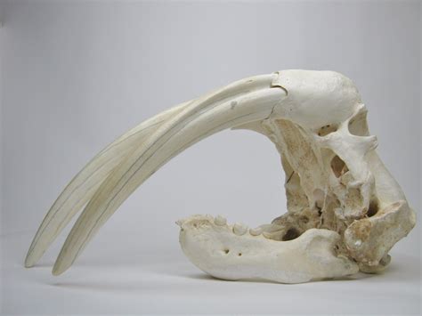 Walrus Skulls With Tusks Walrus Skull