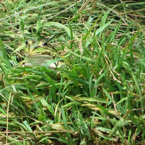 Is Crabgrass A Broadleaf Weed