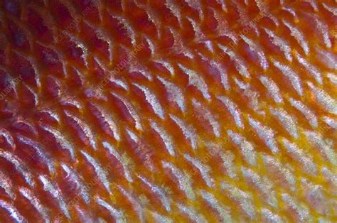 Detail Of Fish Scales Stock Image C0153741 Science Photo Library