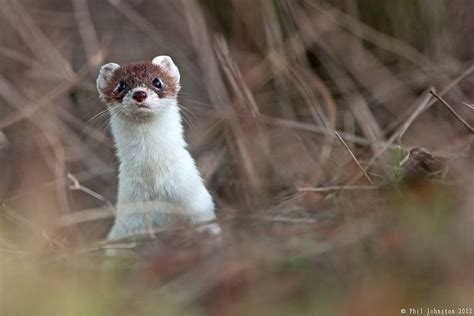 Cute Stoat Stoat Marine Life In A Heartbeat Mother Nature