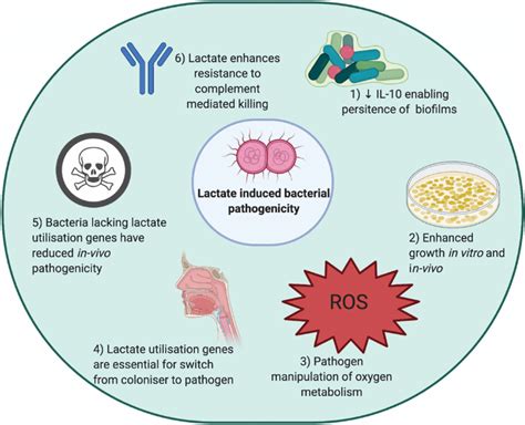 Mechanisms Of Lactate Driven Bacterial Pathogenesis Download
