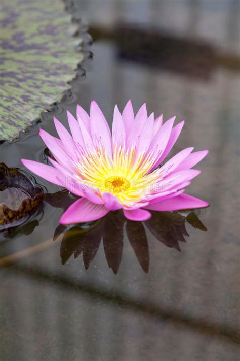 Purple Lotus Stock Photo Image Of Lighting Beauty Blooming 62854050