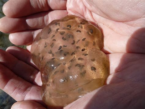 Springfield Plateau Amphibian Eggs