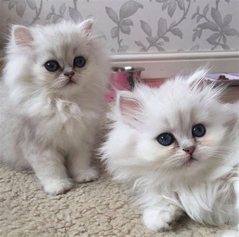 Cute Cats And Dogs Cute Cats And Kittens Kittens Cutest Cute Fluffy
