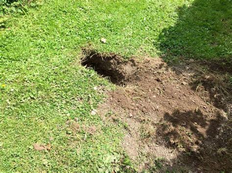 How To Stop Animals From Digging Holes In Garden Garden Likes