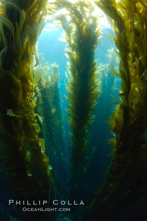 Kelp Forest Underwater Macrocystis Pyrifera San Clemente Island