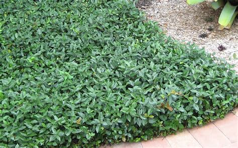 A wide variety of there are 130 suppliers who sells ground cover evergreen on alibaba.com, mainly located in asia. Asiatic Jasmine for Sale | Jasmine Ground Cover Plants ...