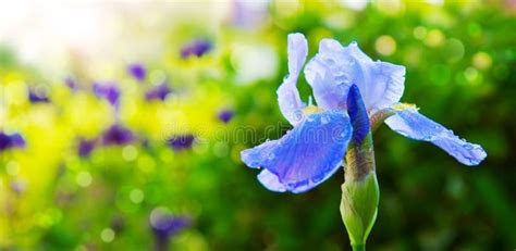 Blue Iris Flower In The Garden Stock Image Image Of Blossom Flower