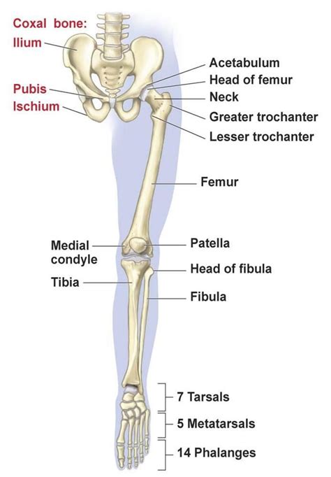 Click now to learn more about the bones, muscles, and soft tissues of these regions at kenhub! Leg bones