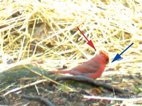 Northern Cardinal Cardinalis Cardinalis A Field Guide To Compost