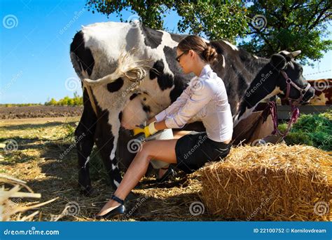 Woman Milking Cow Stock Photography Image 22100752