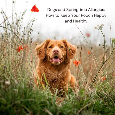 Dogs And Springtime Allergies How To Keep Your Pooch Happy And Health