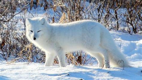 Arctic Fox Perfectly Adapted To Frigid Environment But Whats Next