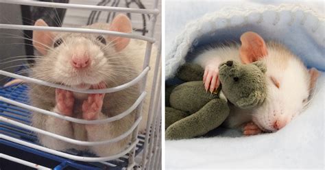 202 Adorable Rat Pics Proving That They Can Be The Cutest Pets Ever