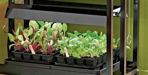 So, you need to make a shortlist of indoor growing vegetables that you can grow indoors with in addition, led light is generated much more efficiently than with conventional lamps. Gardening Under Grow Lights | Indoor vegetable gardening ...