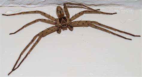 Common Spiders In Hawaii Wolf Spider