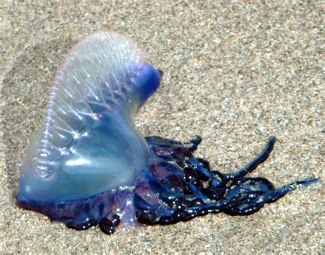 Самые опасные медузы в мире фото
