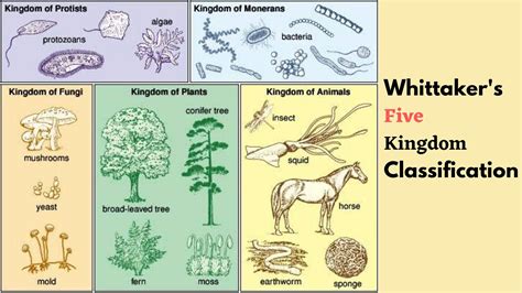 The Five Kingdom Classification