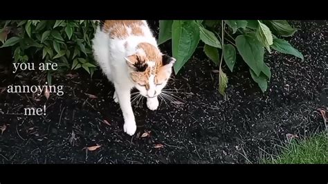 I Have A Strange And Silly Calico Cat🤪 Youtube
