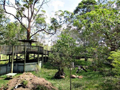 A Day At The Lone Pine Koala Sanctuary Brisbane Magnificent Escape