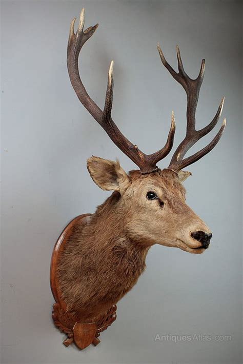 Antiques Atlas Large Taxidermy Royal Stags Head C1930
