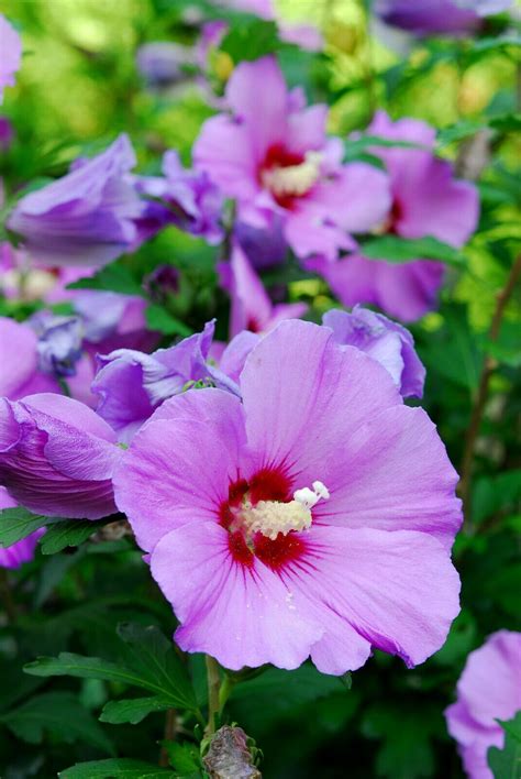 Purple Rose Of Sharon 101 Seeds Hibiscus Syriacus Hardy Shrub Usa Seller Plants And Seedlings