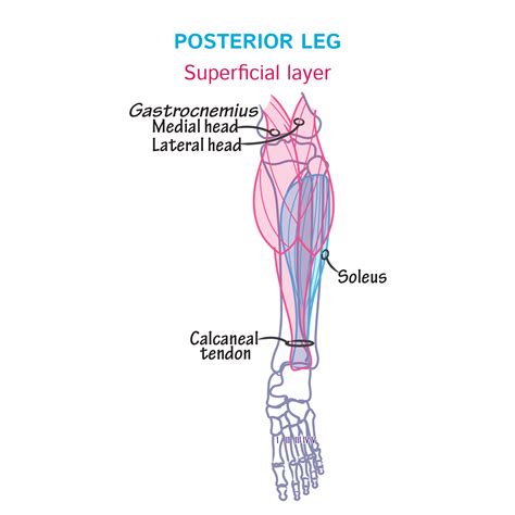 Gross Anatomy Glossary Leg Posterior Draw It To Know It