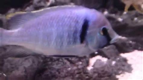 Placidochromis Electra Deep Water Hap African Cichlid Malawi Youtube