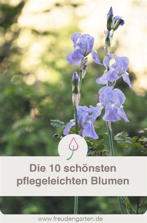 Einige pflegeleichte zimmerpflanzen sind ideal, um diesen extremen sukkulenten, bogenhanf, tillandsien und vieles mehr. Pflegeleichte Pflanzen | Garten pflanzen, Blumen für ...