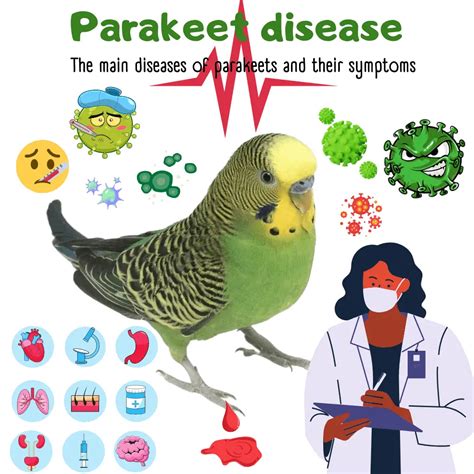 Parakeet Disease The Main Diseases Of Parakeets And Their Symptoms
