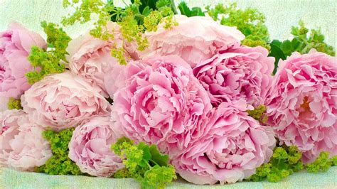 We did not find results for: Pink Peonies Wallpaper (46+ images)